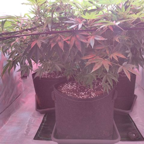 Kaya 47 #1 growlog timeline photo