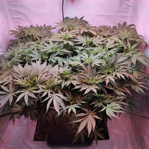 Kaya 47 #1 growlog photo: Vor LST und Defolierung