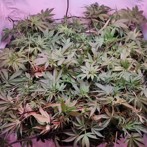 Kaya 47 #1 growlog photo: Nach LST und leichter Defolierung