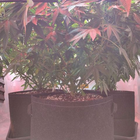 Kaya 47 #1 growlog photo: Nach LST und leichter Defolierung