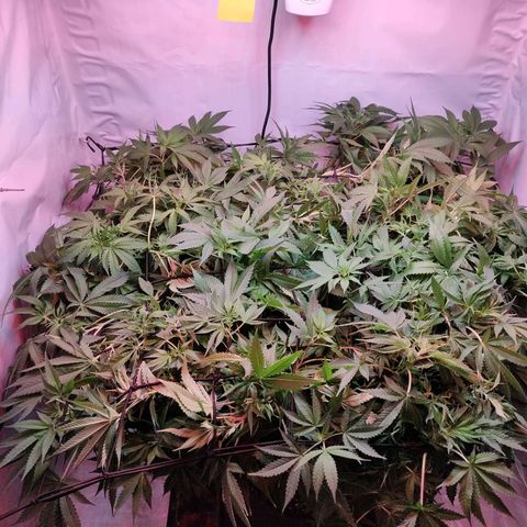 Kaya 47 #1 growlog photo: Nach LST und leichter Defolierung