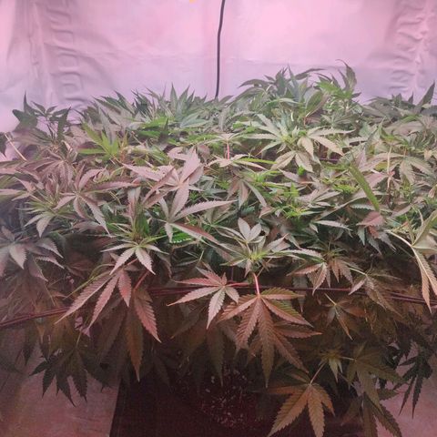 Kaya 47 #1 growlog timeline photo