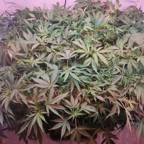 Kaya 47 #1 growlog timeline photo