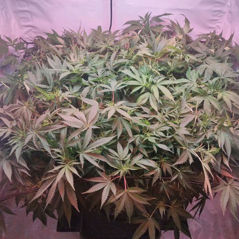 Kaya 47 #1 growlog timeline photo