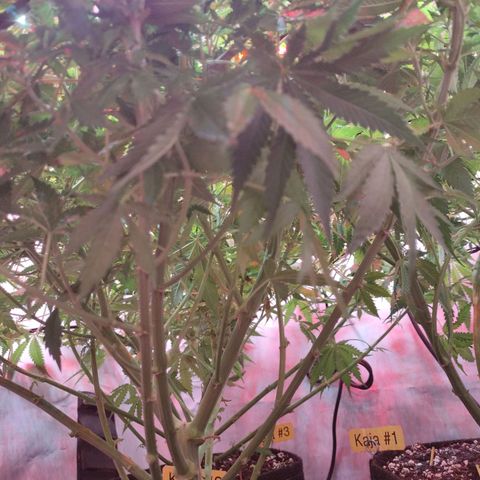 Kaya 47 #1 growlog photo: 3. Blütewoche - Nach letzter grösserer Defolierung