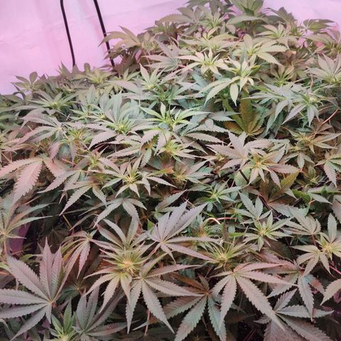 Kaya 47 #1 growlog photo: 3. Blütewoche - Nach letzter grösserer Defolierung