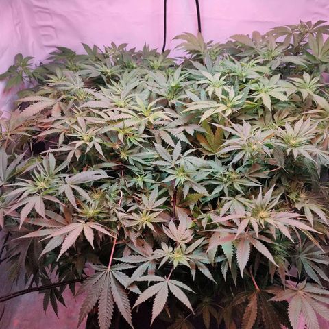 Kaya 47 #1 growlog photo: 3. Blütewoche - Nach letzter grösserer Defolierung