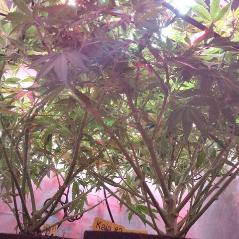 Kaya 47 #1 growlog photo: 3. Blütewoche - Nach letzter grösserer Defolierung