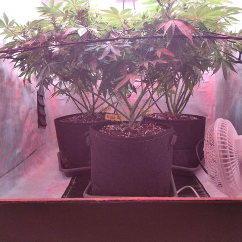 Kaya 47 #1 growlog photo: 3. Blütewoche - Nach letzter grösserer Defolierung