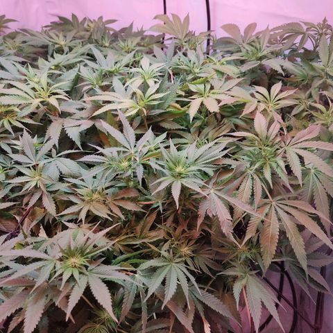 Kaya 47 #1 growlog photo: 3. Blütewoche - Nach letzter grösserer Defolierung