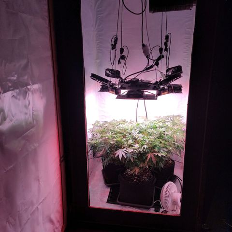 Kaya 47 #1 growlog photo: 3. Blütewoche - Nach letzter grösserer Defolierung