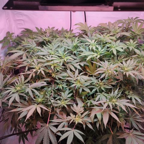 Kaya 47 #1 growlog photo: 3. Blütewoche - Nach letzter grösserer Defolierung
