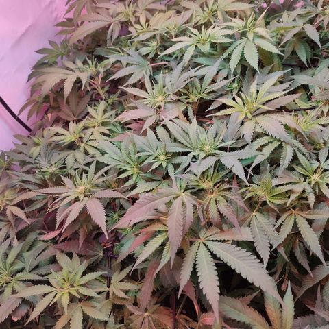 Kaya 47 #1 growlog photo: 3. Blütewoche - Nach letzter grösserer Defolierung