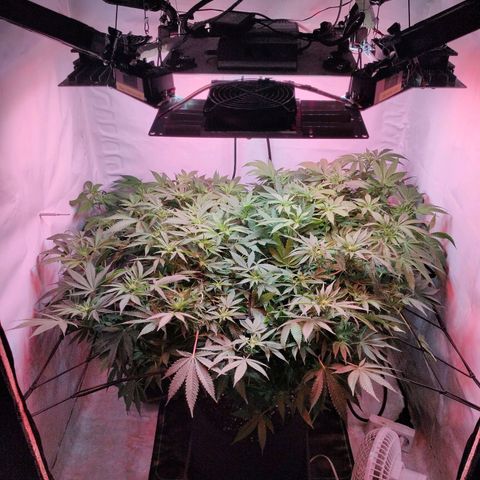 Kaya 47 #1 growlog photo: 3. Blütewoche - Nach letzter grösserer Defolierung