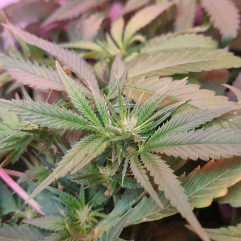Kaya 47 #1 growlog timeline photo