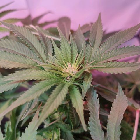 Kaya 47 #2 growlog timeline photo