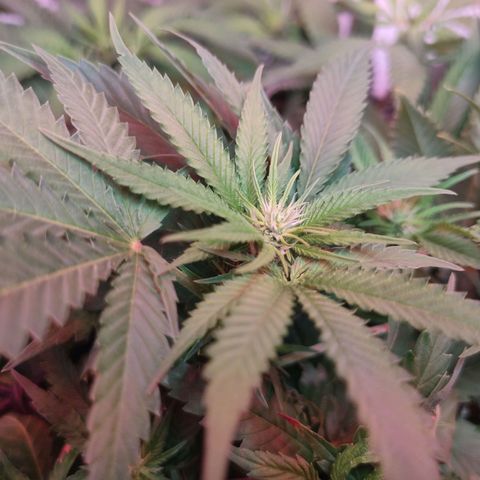 Kaya 47 #3 growlog timeline photo