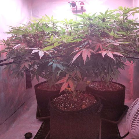 Kaya 47 #1 growlog photo: Vor Bearbeitung