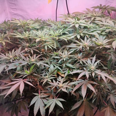 Kaya 47 #1 growlog photo: Vor Bearbeitung