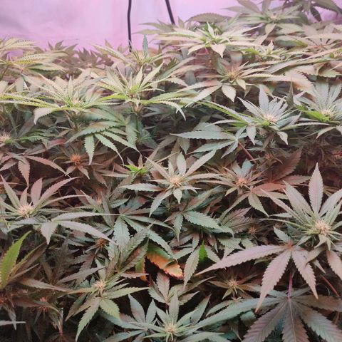 Kaya 47 #1 growlog photo: Vor Bearbeitung