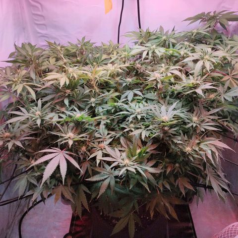 Kaya 47 #1 growlog timeline photo