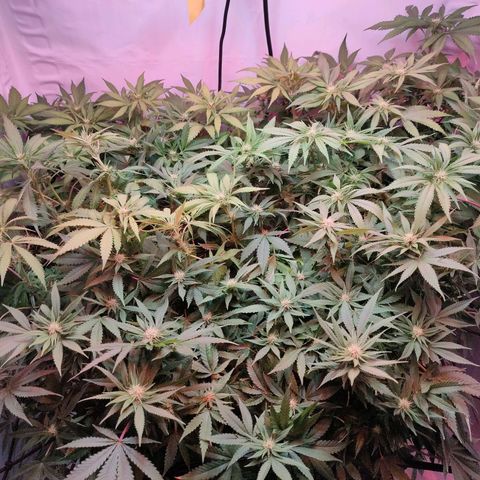 Kaya 47 #1 growlog timeline photo