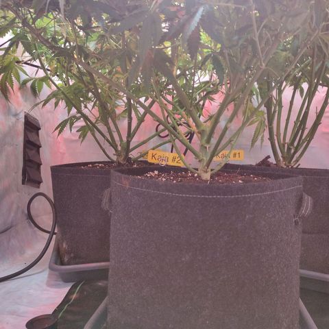 Kaya 47 #1 growlog timeline photo