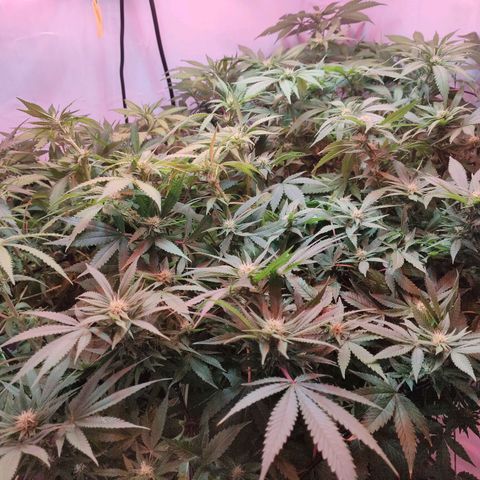 Kaya 47 #1 growlog timeline photo