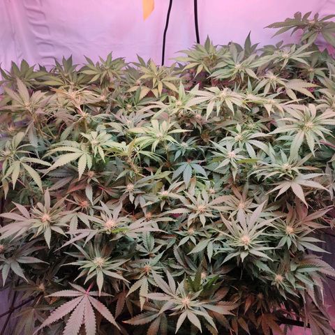 Kaya 47 #1 growlog timeline photo