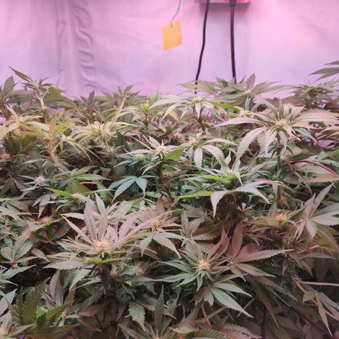 Kaya 47 #1 growlog timeline photo