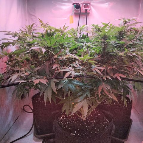 Kaya 47 #1 growlog timeline photo