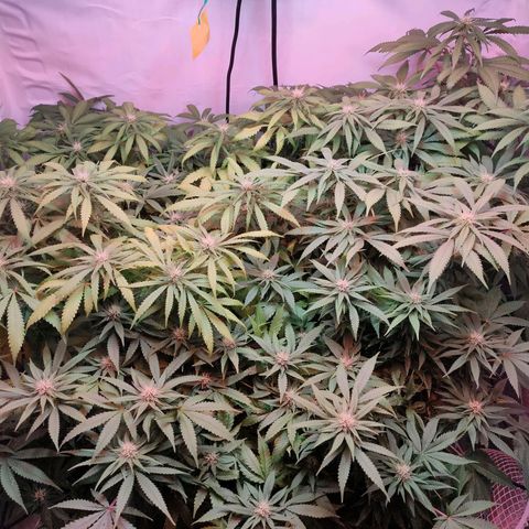 Kaya 47 #1 growlog timeline photo