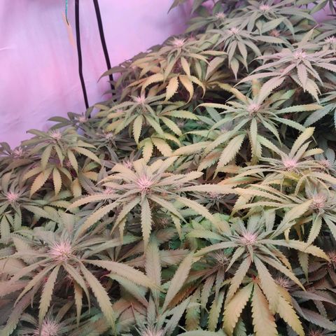 Kaya 47 #1 growlog timeline photo