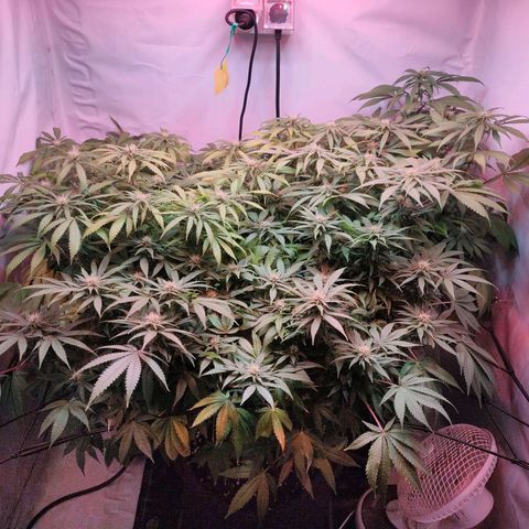 Kaya 47 #1 growlog timeline photo