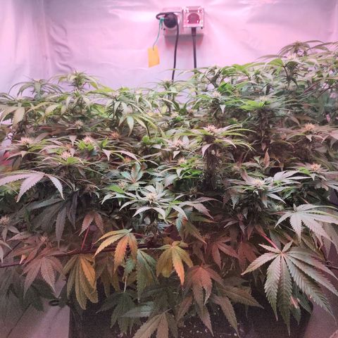 Kaya 47 #1 growlog timeline photo