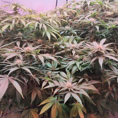 Kaya 47 #1 growlog timeline photo