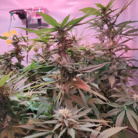 Kaya 47 #1 growlog timeline photo