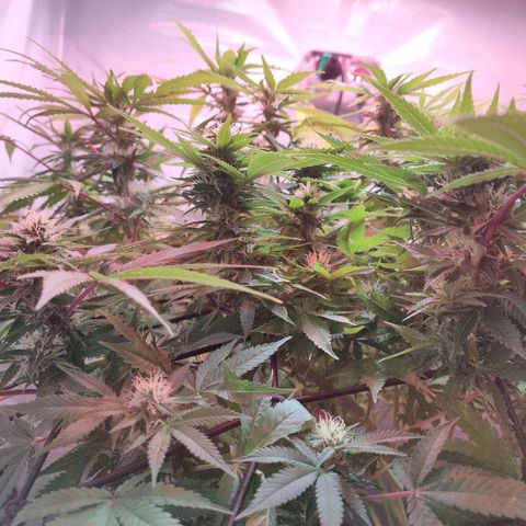 Kaya 47 #1 growlog timeline photo