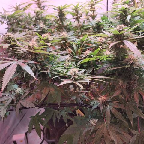 Kaya 47 #1 growlog timeline photo