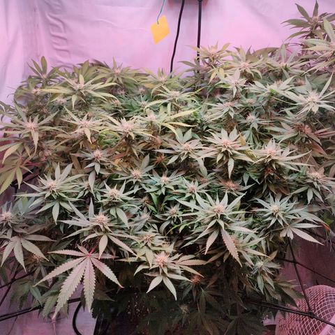 Kaya 47 #1 growlog timeline photo