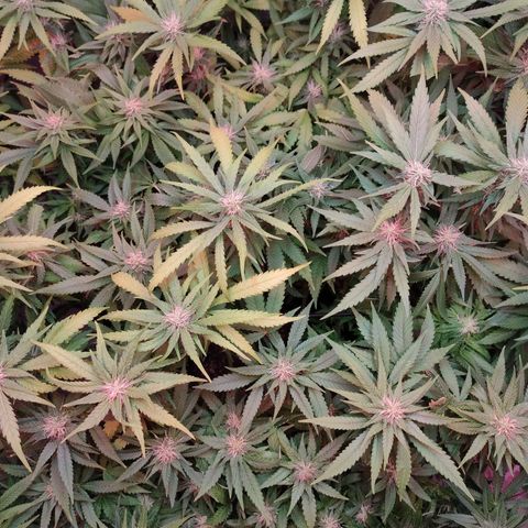 Kaya 47 #1 growlog timeline photo