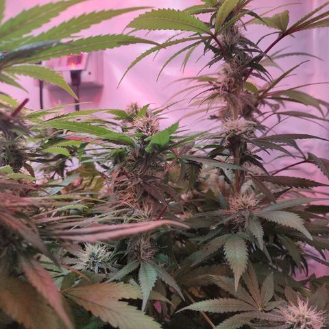 Kaya 47 #1 growlog timeline photo