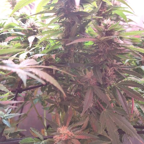 Kaya 47 #1 growlog timeline photo
