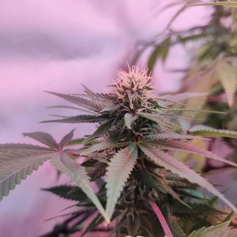 Kaya 47 #1 growlog timeline photo