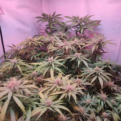 Kaya 47 #1 growlog timeline photo