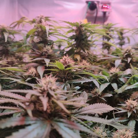 Kaya 47 #1 growlog timeline photo