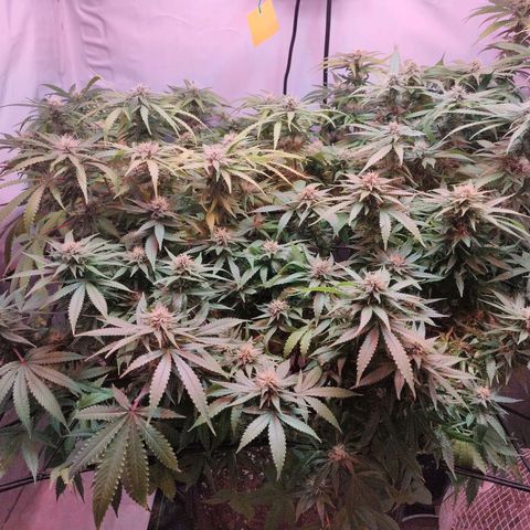 Kaya 47 #1 growlog timeline photo