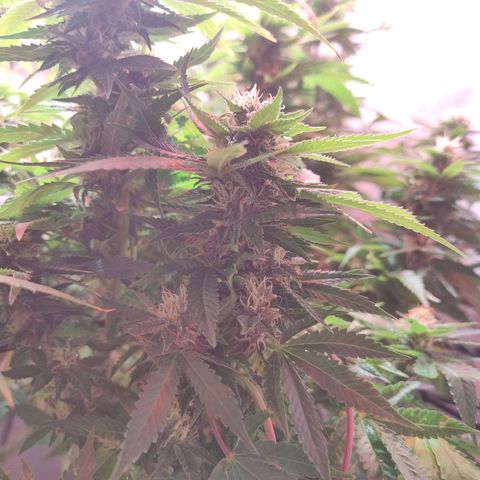 Kaya 47 #1 growlog timeline photo