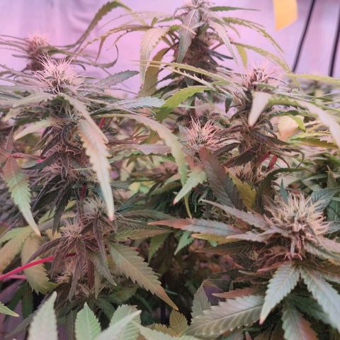 Kaya 47 #1 growlog timeline photo