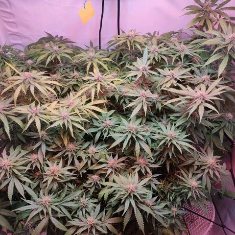 Kaya 47 #1 growlog timeline photo